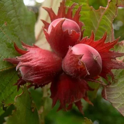 Фундук МОСКОВСКИЙ РУБИН  Фундук МОСКОВСКИЙ РУБИН в Саратове