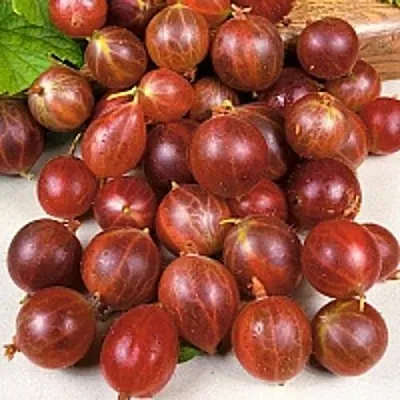 Крыжовник ОЛАВИ (ХИННОНМАЕН ПУНАЙНЕН)  Крыжовник ОЛАВИ (ХИННОНМАЕН ПУНАЙНЕН) в Саратове