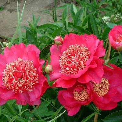 Пион БАРРИНГТОН БЕЛЬ травянистый  Пион БАРРИНГТОН БЕЛЬ травянистый в Саратове