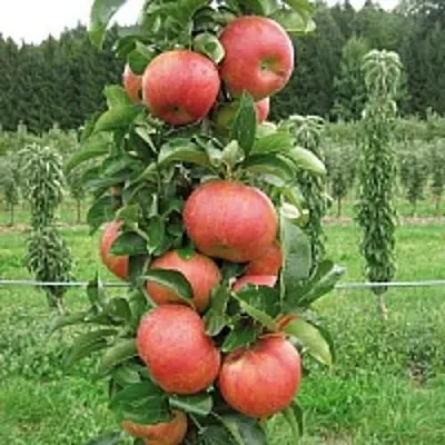 Яблоня ЯНТАРНОЕ ОЖЕРЕЛЬЕ колонновидная  Яблоня ЯНТАРНОЕ ОЖЕРЕЛЬЕ колонновидная в Саратове