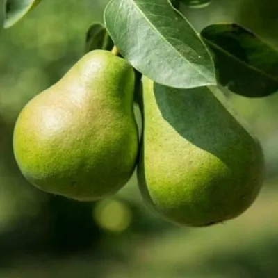 Груша Г-1 колонновидная  Груша Г-1 колонновидная в Саратове