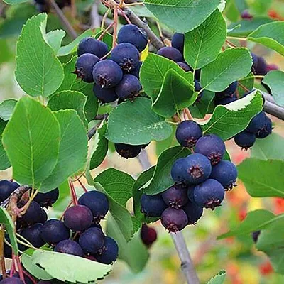 Ирга THIESSEN  Ирга THIESSEN в Саратове