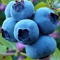 Голубика в Саратове