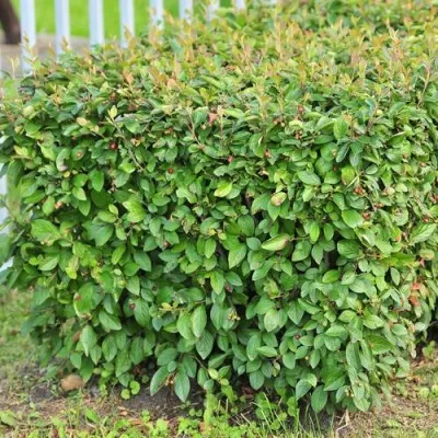 Кизильник блестящий в Саратове