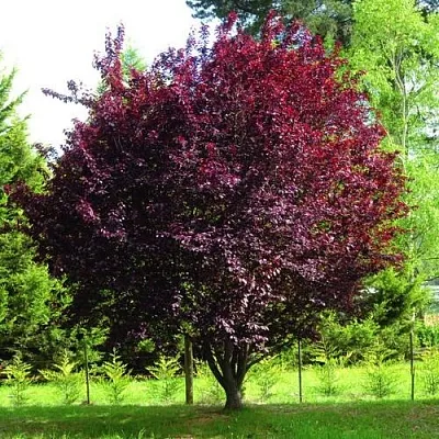 Декоративная  Декоративная в Саратове