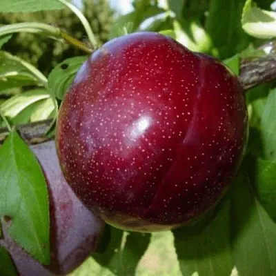 ШАРАФУГА  ШАРАФУГА в Саратове