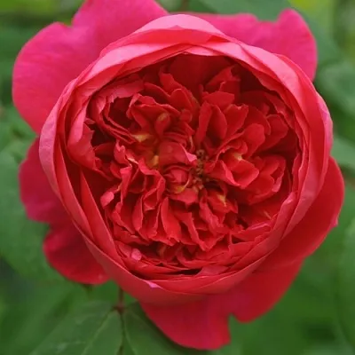 Саженцы роз БЕНДЖАМИН БРИТТЕН шраб  Саженцы роз БЕНДЖАМИН БРИТТЕН шраб в Саратове