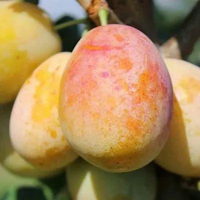 АПРИМИРА  АПРИМИРА в Саратове