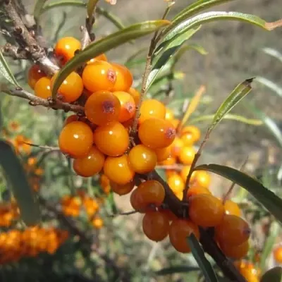 Облепиха СУДАРУШКА в Саратове