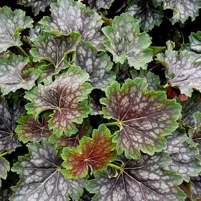 Гейхера МАРВЕЛОС МАРБЛ СИЛЬВЕР  Гейхера МАРВЕЛОС МАРБЛ СИЛЬВЕР в Саратове