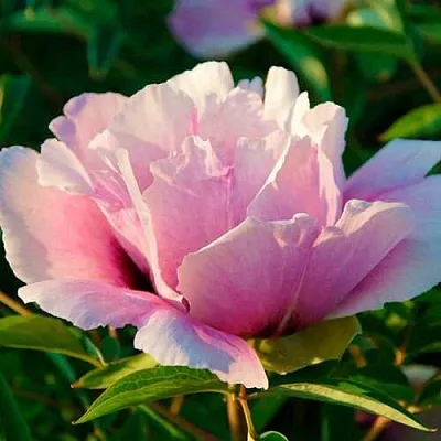 Пион ВРАТА ХРАМА древовидный   Пион ВРАТА ХРАМА древовидный  в Саратове