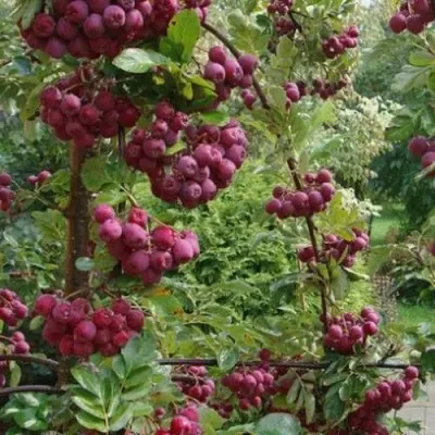 Рябина ДЕСЕРТНАЯ МИЧУРИНА сладкоплодная — описание сорта Рябина ДЕСЕРТНАЯ МИЧУРИНА сладкоплодная в Саратове