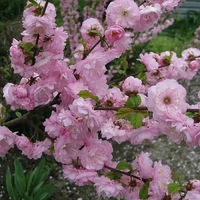 Миндаль ТРЁХЛОПАСТНЫЙ (луизеания)  Миндаль ТРЁХЛОПАСТНЫЙ (луизеания) в Саратове