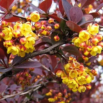 Барбарис СУПЕРБА оттавский   Барбарис СУПЕРБА оттавский  в Саратове