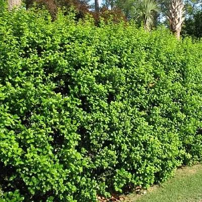 Живая изгородь в Саратове