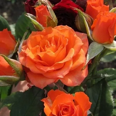 Саженцы роз АЛЕГРИЯ спрей  Саженцы роз АЛЕГРИЯ спрей в Саратове