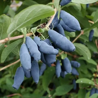 Жимолость съедобная ТОМИ японская  Жимолость съедобная ТОМИ японская в Саратове