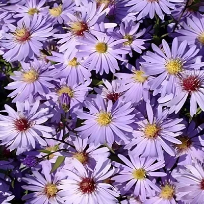 Астра БЛЮ ХЕВЕН сердцелистная  Астра БЛЮ ХЕВЕН сердцелистная в Саратове