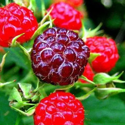 Княженика в Саратове