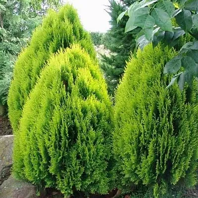 Туя восточная в Саратове