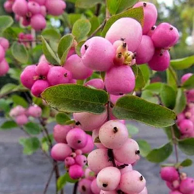 Снежноягодник ФИЕСТА БЕРРИ доренбоза  Снежноягодник ФИЕСТА БЕРРИ доренбоза в Саратове