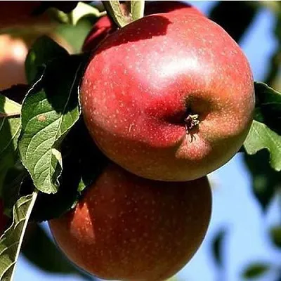 Яблоня АНТЕЙ КИЕВСКИЙ колонновидная  Яблоня АНТЕЙ КИЕВСКИЙ колонновидная в Саратове