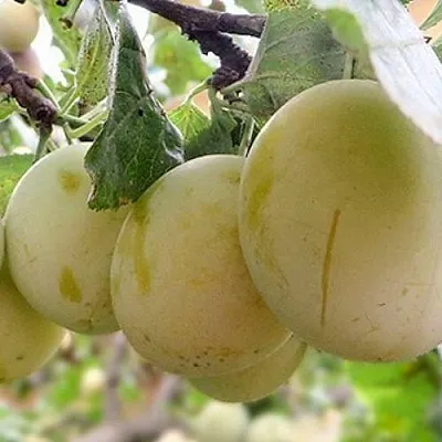 Слива УТРО  Слива УТРО в Саратове