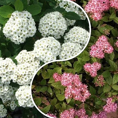 Комплект ТАЛАНТЛИВЫЙ САДОВОД в Саратове