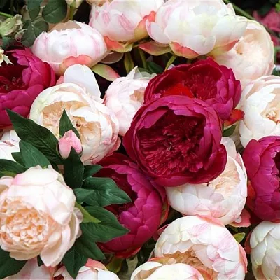 Пионы в Саратове