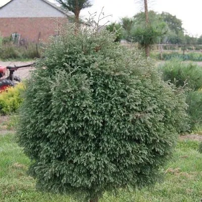 Туя вересковидная в Саратове
