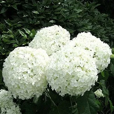Гортензия АННАБЕЛЬ древовидная  Гортензия АННАБЕЛЬ древовидная в Саратове