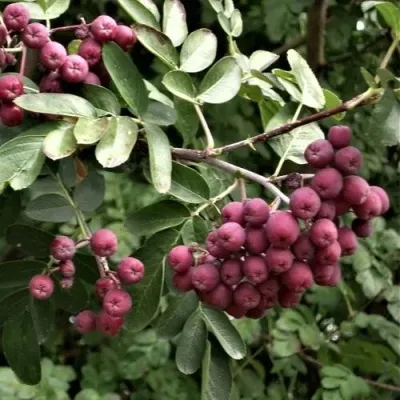 Рябина ДЕСЕРТНАЯ МИЧУРИНА сладкоплодная — описание сорта Рябина ДЕСЕРТНАЯ МИЧУРИНА сладкоплодная в Саратове