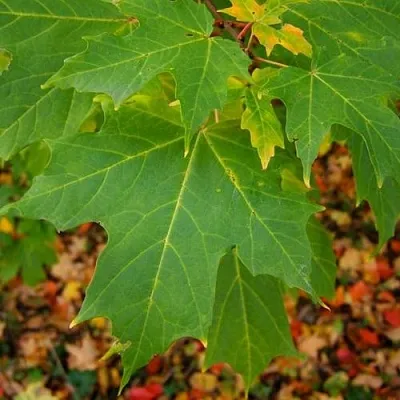 Клен сахарный  Клен сахарный в Саратове