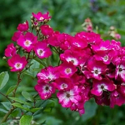 Саженцы роз МАРДЖОРИ ФЕЙР полиантовая  Саженцы роз МАРДЖОРИ ФЕЙР полиантовая в Саратове