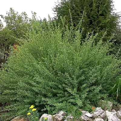 Ива НАНА  пурпурная   Ива НАНА  пурпурная  в Саратове