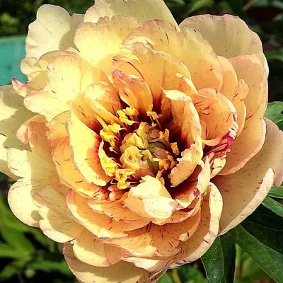 Пионы ИТО-гибриды в Саратове