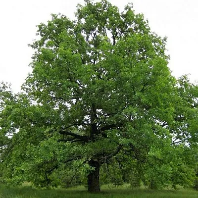 Дуб черешчатый   Дуб черешчатый  в Саратове