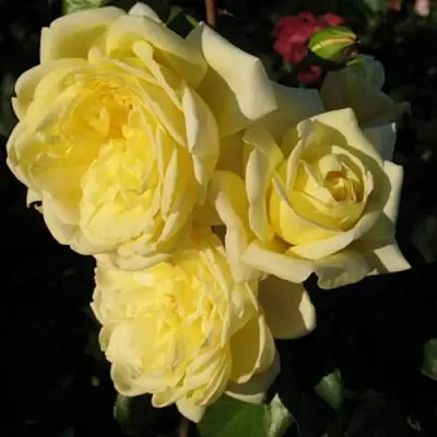 Саженцы роз КАЗИНО плетистая  Саженцы роз КАЗИНО плетистая в Саратове