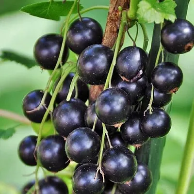 саженцы смородины