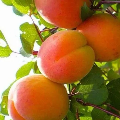 Абрикос КРЫМСКИЙ АМУР  Абрикос КРЫМСКИЙ АМУР в Саратове