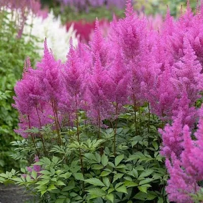 Астильба АМЕТИСТ Арендса  Астильба АМЕТИСТ Арендса в Саратове