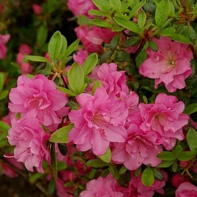 Азалия РОЗИНЕТТА японская  Азалия РОЗИНЕТТА японская в Саратове