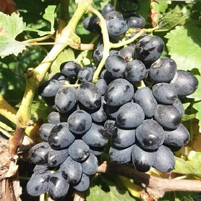 Виноград КИШМИШ АТТИКА в Саратове