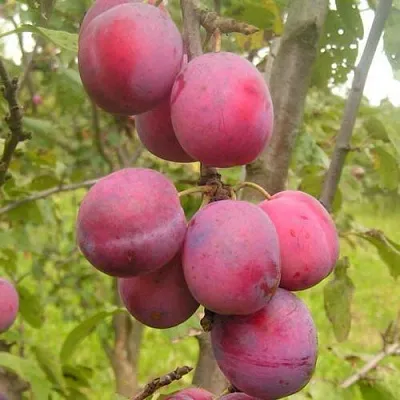 Слива ЭДИНБУРГСКАЯ  Слива ЭДИНБУРГСКАЯ в Саратове