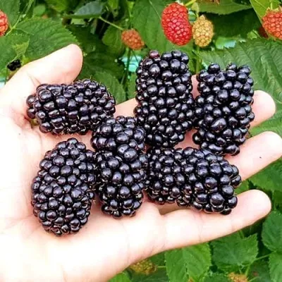 Ежевика ОУАЧИТА бесшипная — описание сорта Ежевика ОУАЧИТА бесшипная в Саратове