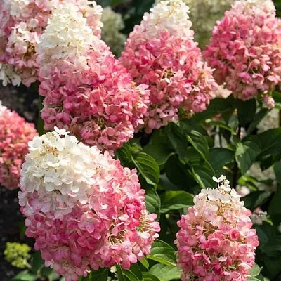 Гортензия ПИНКИ ПРОМИС метельчатая  Гортензия ПИНКИ ПРОМИС метельчатая в Саратове