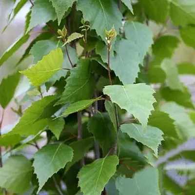 Береза ФАСТИГИАТА повислая   Береза ФАСТИГИАТА повислая  в Саратове