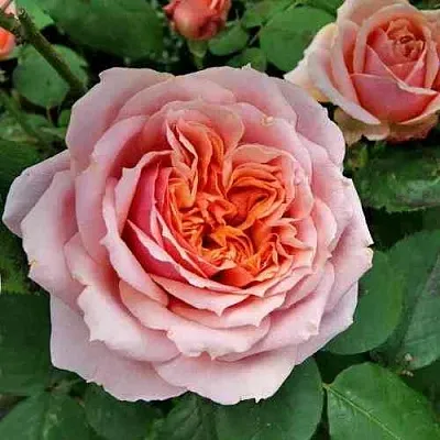 Саженцы роз ПОЛЬ БОКЮЗ шраб  Саженцы роз ПОЛЬ БОКЮЗ шраб в Саратове