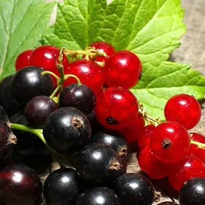 Смородина  в Саратове