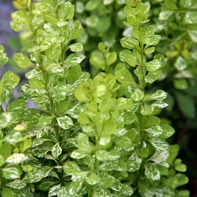 Барбарис ПАУ ВАУ тунберга  Барбарис ПАУ ВАУ тунберга в Саратове